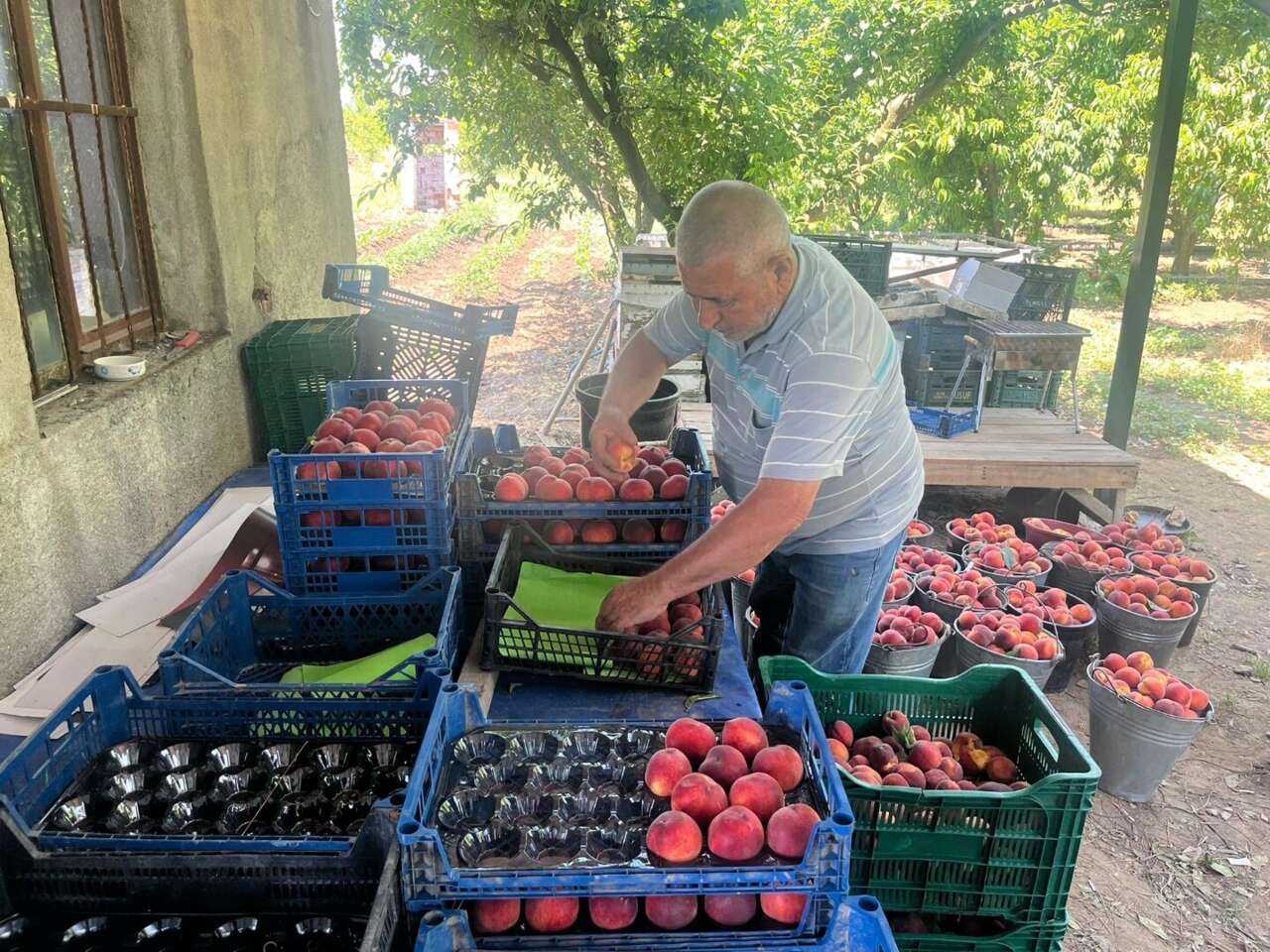 Üreticisi bu yıl bayram yapıyor! Bir ağaçta 70 kilo şeftali var 8